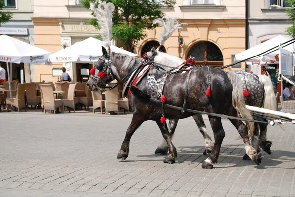 Los buggies tirados por caballos trotan alrededor de Cracovia —  Fotos de Stock