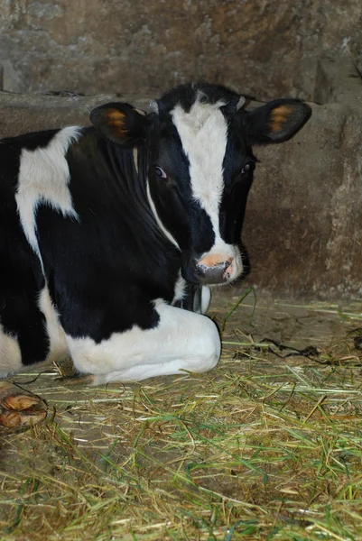 stock image Cow in a cowshed