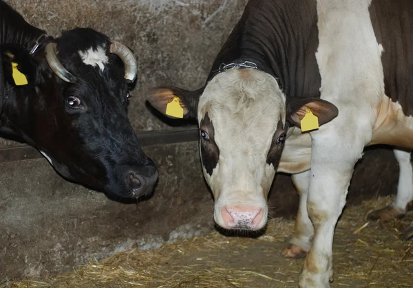 stock image Cows in a cowshed