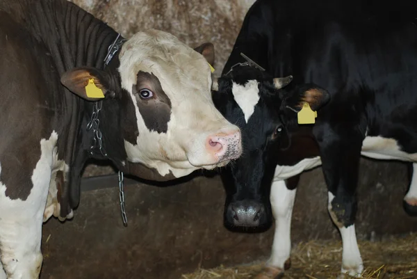 stock image Cows in a cowshed