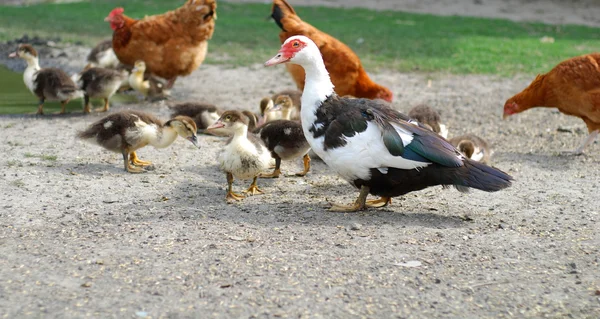 A duck family — Stock Photo, Image