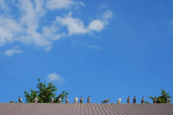 Holubi sleduje a na střeše — Stock fotografie