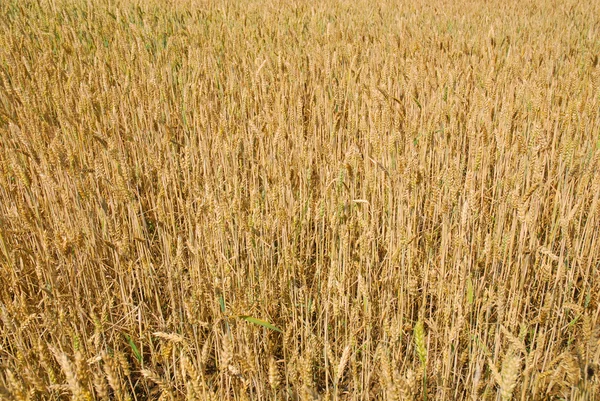 Câmp de cereale — Fotografie, imagine de stoc