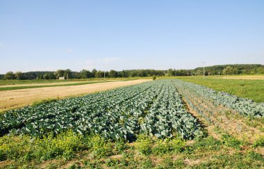 Rows of cabbage on cultivated field clipart