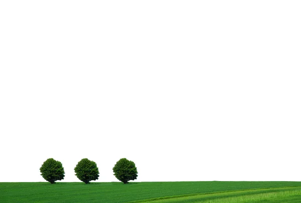 Зелене дерево на білому фоні — стокове фото