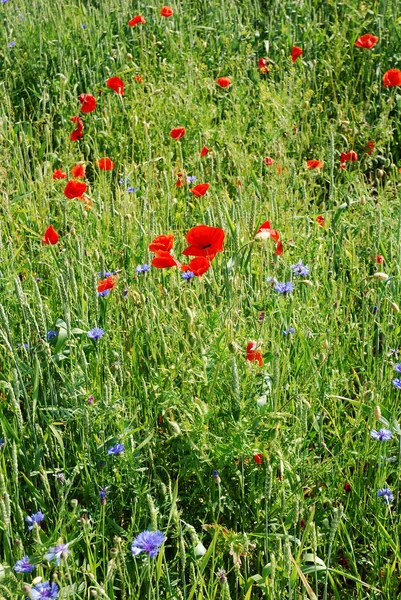 stock image Poppies on green meadow