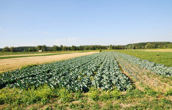 Rows of cabbage on cultivated field — Stock Photo, Image