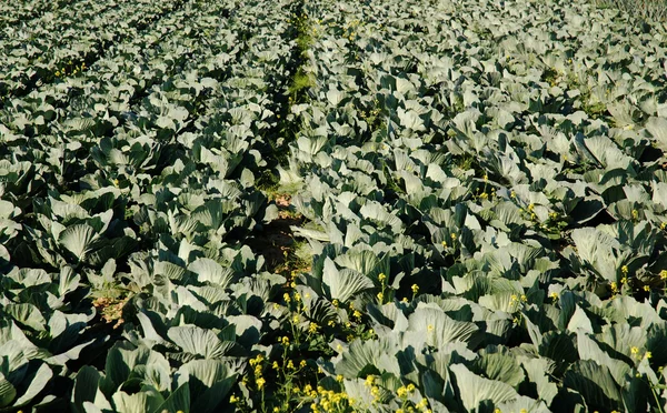 Ряди капусти на культивованому полі — стокове фото