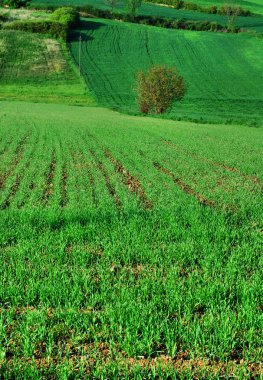 Tarım peyzaj