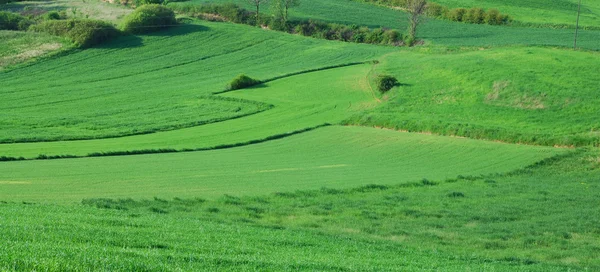 Campo verde — Fotografia de Stock