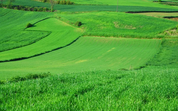 Зеленое поле — стоковое фото