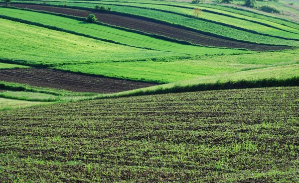 stock image Agricultural landscape