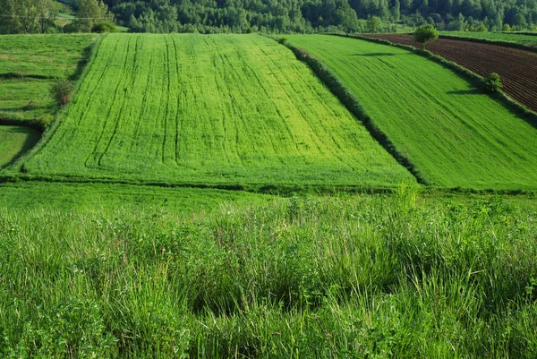 Agrarische landschap — Stockfoto