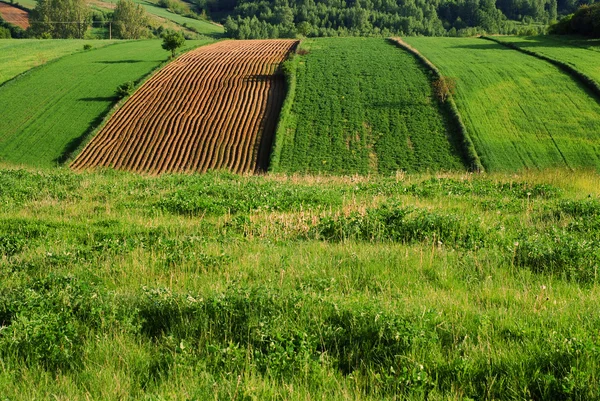 Jordbrukslandskapet — Stockfoto