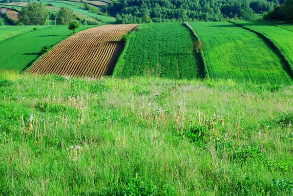 Paisaje agrícola — Foto de Stock