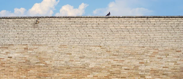 Pigeon assis sur le mur — Photo