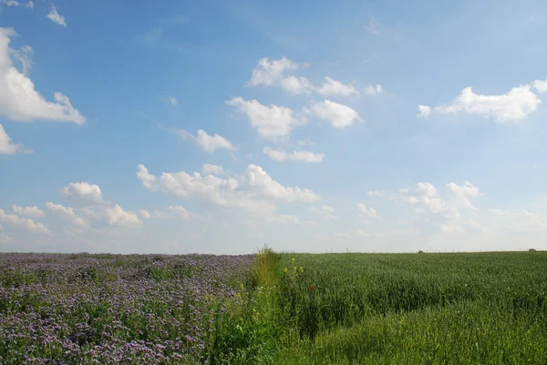 stock image Spring Landscape