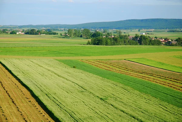 Vista aérea del prado verde — Foto de Stock
