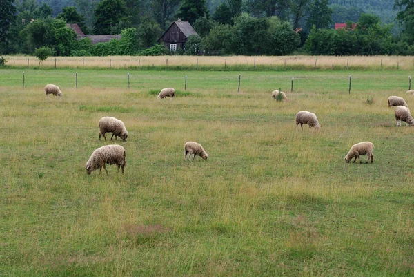 stock image Sheep farm