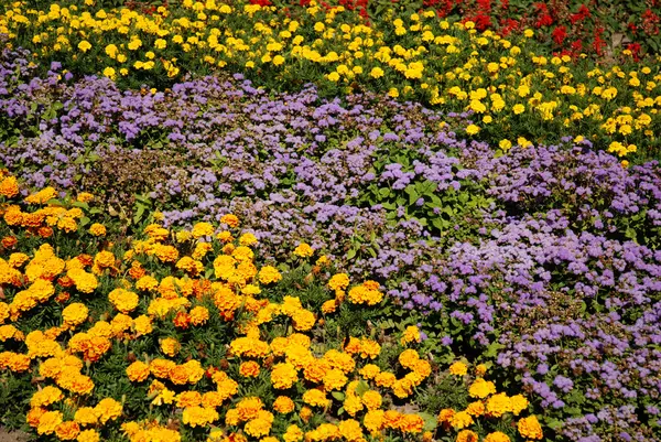 Květiny s krásnými barvami — Stock fotografie