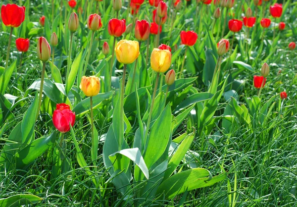 Stock image Red tulips