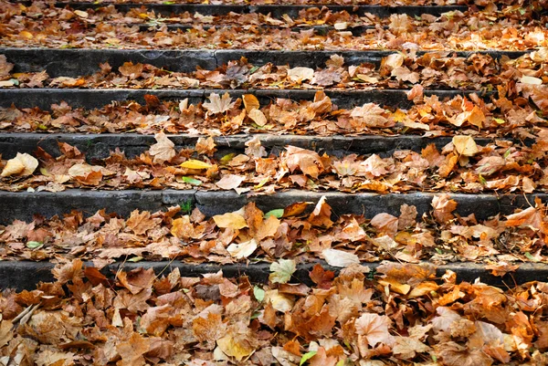 Escalera exterior con hojas amarillas caídas — Foto de Stock