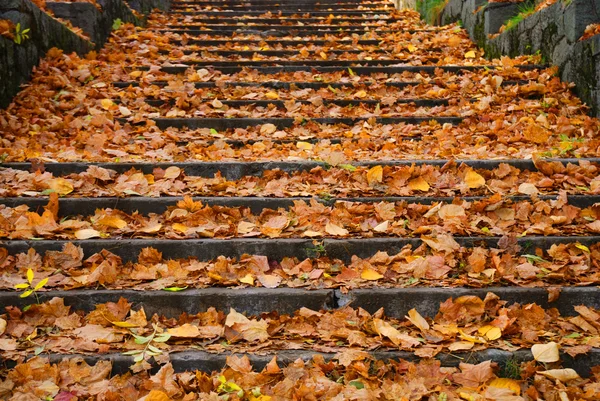 Escadaria ao ar livre com folhas amarelas caídas — Fotografia de Stock