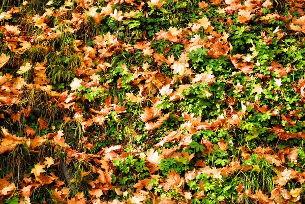 Color de las hojas de arce fondo — Foto de Stock