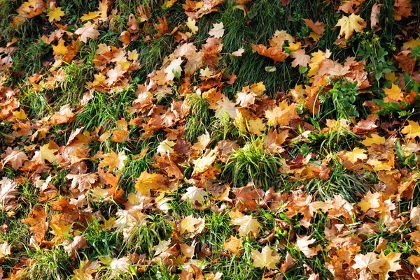 Colored maple leaves background — Stock Photo, Image