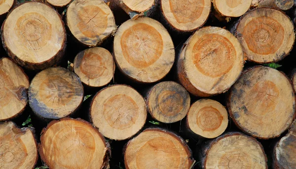 Текстура сложенных дров — стоковое фото