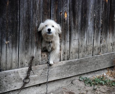 beyaz köpek