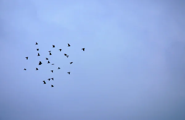 Holubi létající na obloze — Stock fotografie
