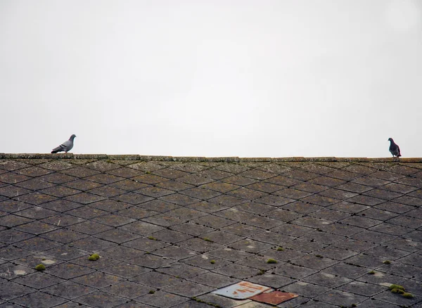 Izlerken ve çatıda oturan güvercin — Stok fotoğraf