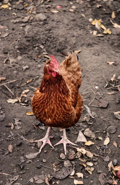 Hen on farm — Stock Photo, Image