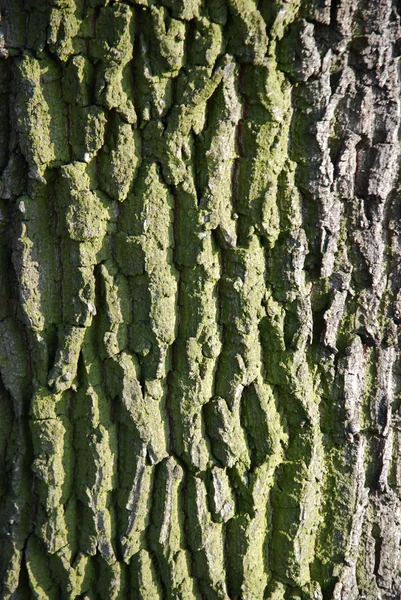 나무의 질감 — 스톡 사진