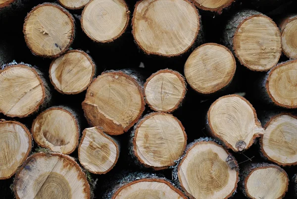 Orman deposunda odun — Stok fotoğraf