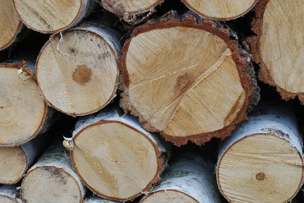 Sklep drewno w lesie — Zdjęcie stockowe