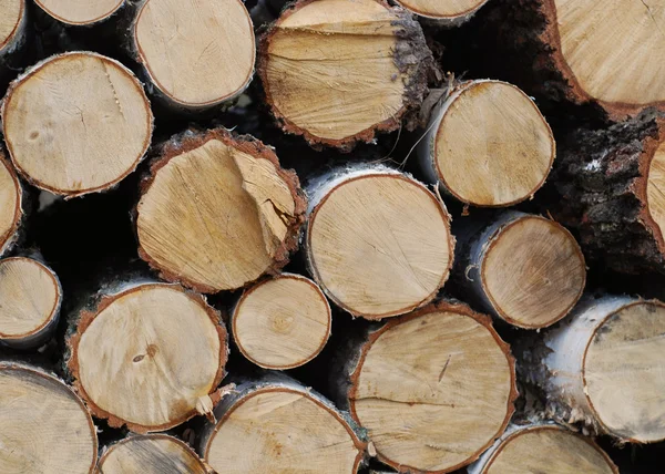 Sklep drewno w lesie — Zdjęcie stockowe