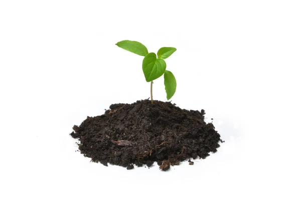 Young plant — Stock Photo, Image