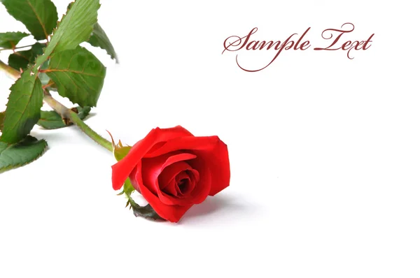 Rosa rossa isolata su sfondo bianco. — Foto Stock