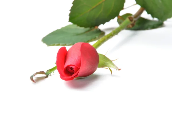 Vörös rózsa elszigetelt fehér háttér — Stock Fotó