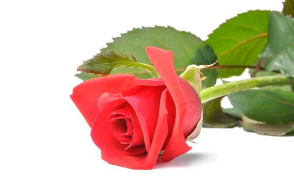 Rosa vermelha isolada no fundo branco. — Fotografia de Stock