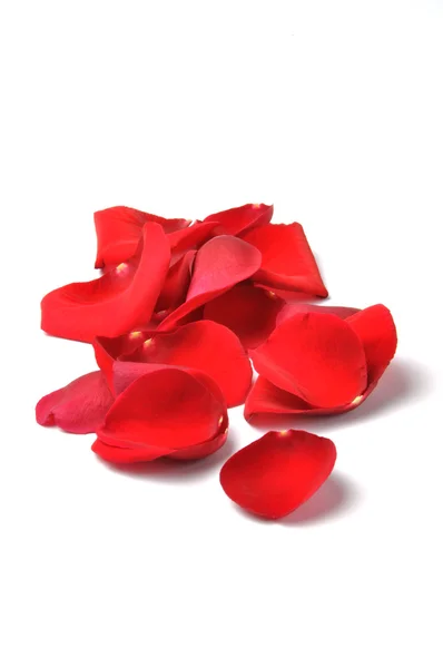 Pétalas de uma rosa vermelha isoladas — Fotografia de Stock