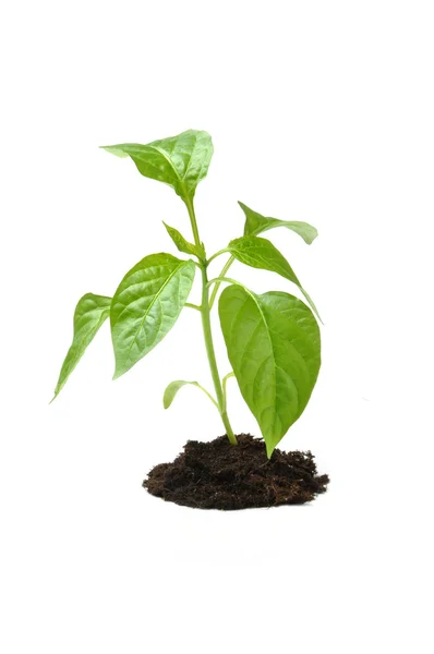 Plant in de donkere bodem — Stockfoto