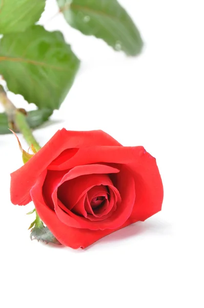 白色背景的红玫瑰. — 图库照片