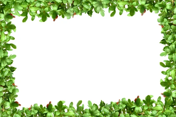 stock image Frame with plants