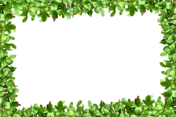 Frame with plants — Stock Photo, Image