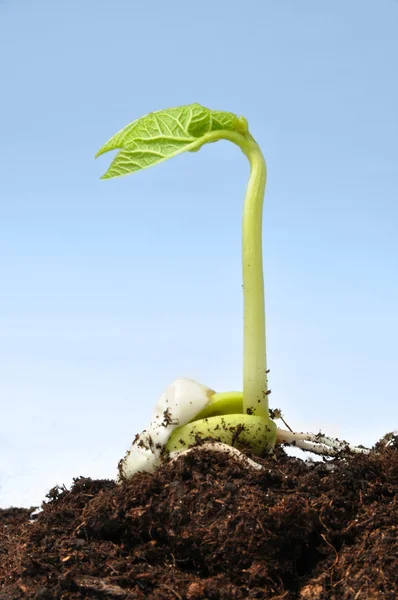 Sprout of bean — Stock Photo, Image