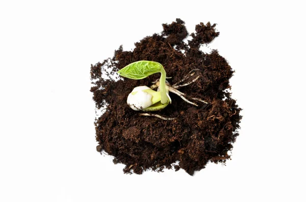 고립 된 식물 성장 — 스톡 사진
