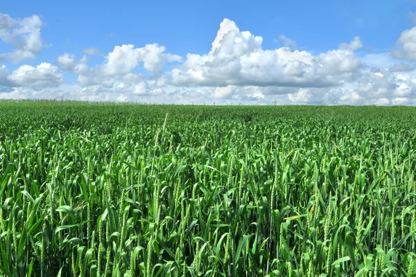 Field of green crop — Stock Photo, Image